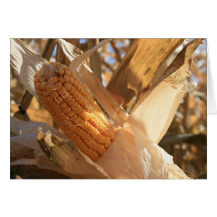Field Corn on Stalk