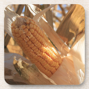 Field Corn on Stalk Coaster