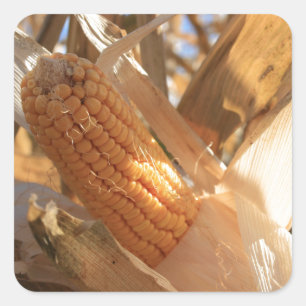 Field Corn on Stalk Square Sticker