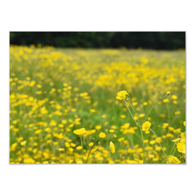 Field Full Of  Bright Yellow Buttercup's  Photo Print (Front)