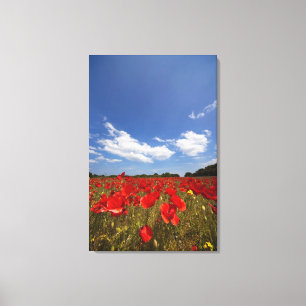 Field Full Of Red Flowers Canvas Print