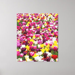 field full of tulips canvas print