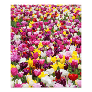 field full of tulips photo print
