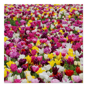 field full of tulips poster