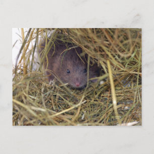Field Mouse Postcard. Postcard
