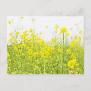 Field Mustard 2 Postcard
