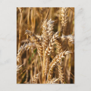Field of barley in Brittany Postcard
