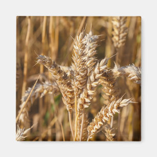 Field of barley magnet