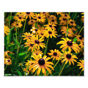 Field of black-eyed Susan flowers Photo Print