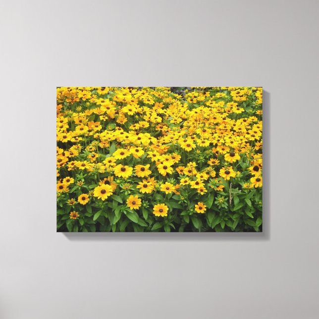 Field of Black Eyed Susans Canvas Print (Front)