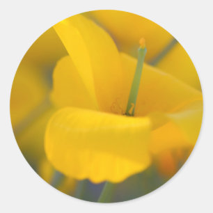 Field of blooming poppies classic round sticker