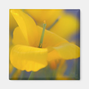 field of blooming poppies magnet