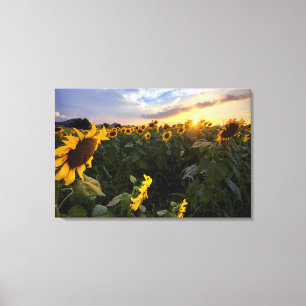 Field of Blooming Sunflowers Canvas Print