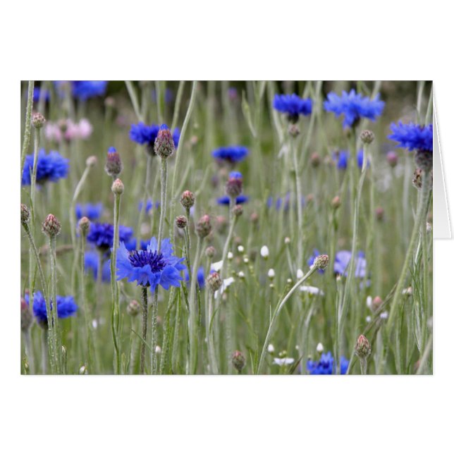 Field of Blue (Front Horizontal)