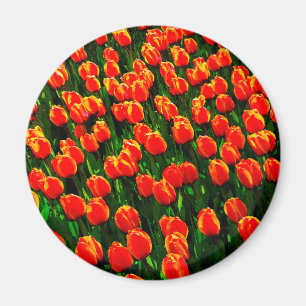 Field of Bright Orange Tulips - Watercolor Art Magnet