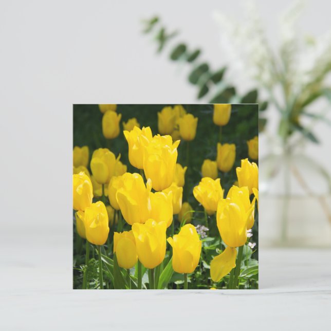 Field of bright yellow tulips  (Standing Front)