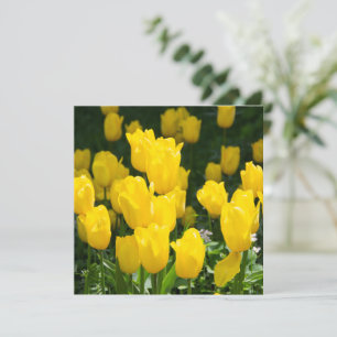 Field of bright yellow tulips 