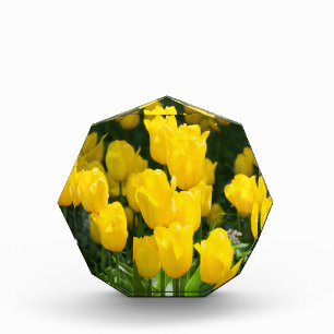 Field of bright yellow tulips photo block