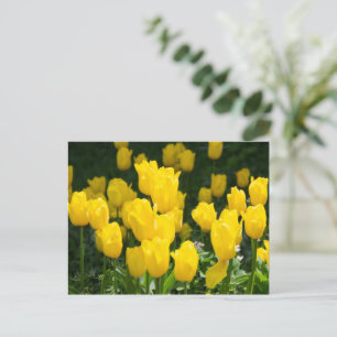 Field of bright yellow tulips postcard