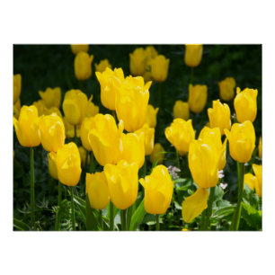 Field of bright yellow tulips  poster