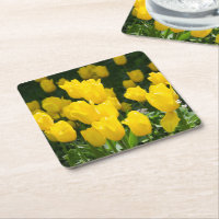 Field of bright yellow tulips