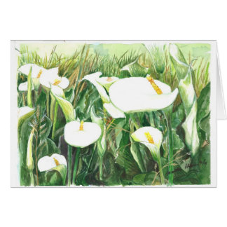 Field of Calle Lilies