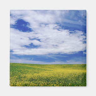 Field of Canola or Mustard flowers, Palouse Magnet