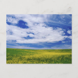 Field of Canola or Mustard flowers, Palouse Postcard