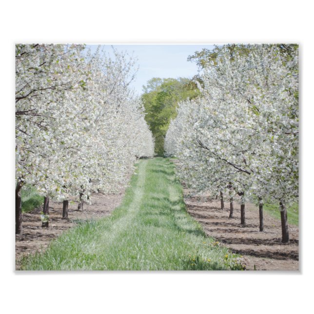 Field of Cherry Tree Blossoms Door County Print (Front)