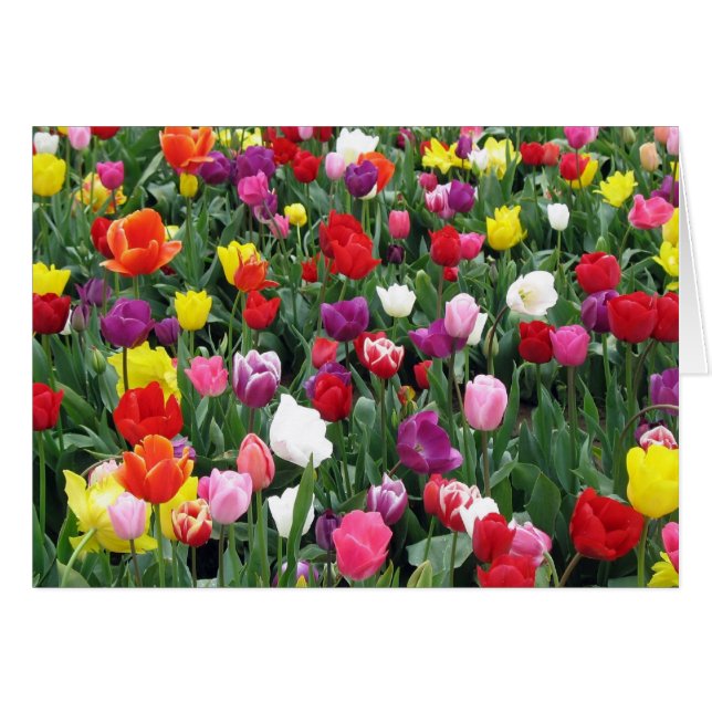 Field of Colourful Tulips (Front Horizontal)