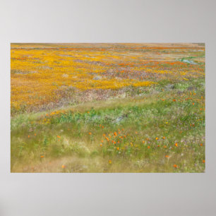 Field of Colourful Wildflowers Poster
