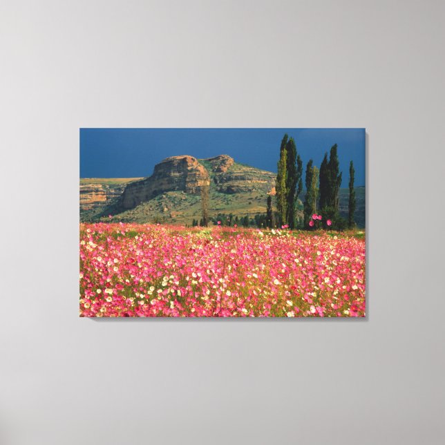 Field of Cosmos flowers, Fouriesburg District Canvas Print (Front)