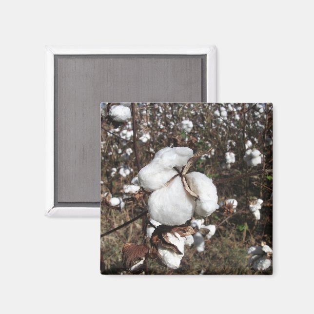Field of Cotton, Fluffy Cotton Closeup Magnet (Front/Back)