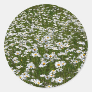 Field of Daisies Alaskan Wildflowers Classic Round Sticker