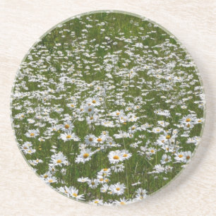 Field of Daisies Alaskan Wildflowers Coaster
