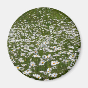 Field of Daisies Alaskan Wildflowers Magnet