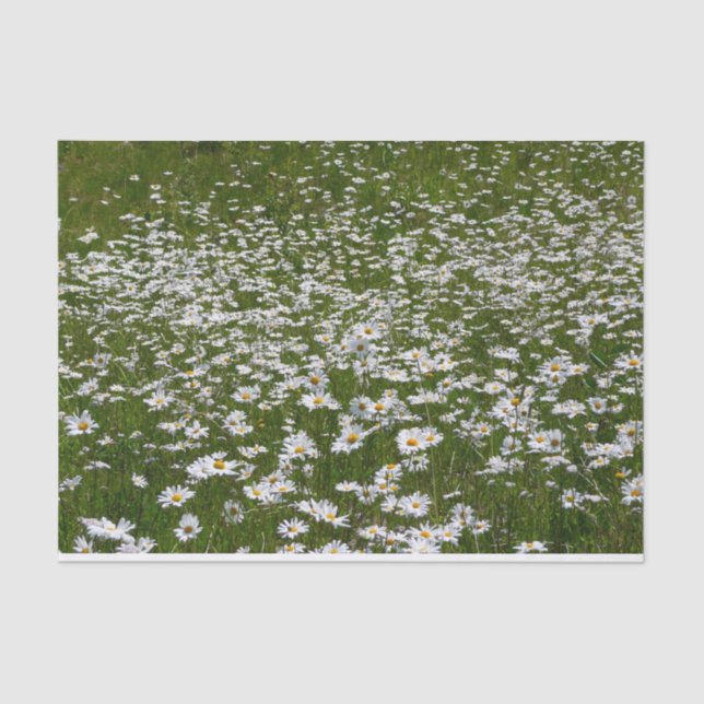 Field of Daisies Alaskan Wildflowers Tissue Paper (Front)