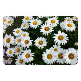 Field of Daisies Flexible Magnet