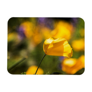 Field of dancing poppies magnet