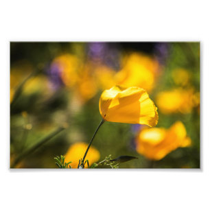 Field of dancing poppies photo print