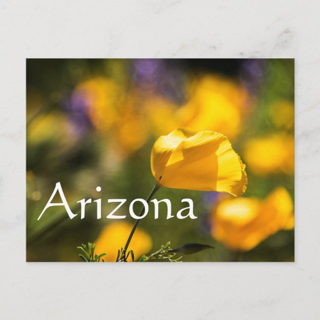 field of dancing poppies postcard (Front)
