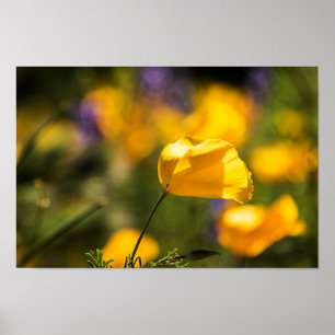 Field of dancing poppies poster