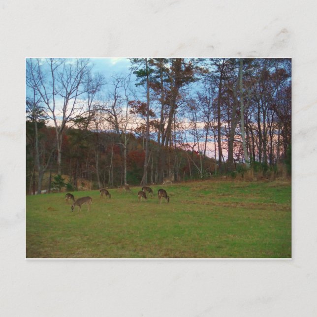 Field of Deer & a Pink SunSet Postcard (Front)