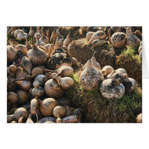 Field of Drying Birdhouse Gourds