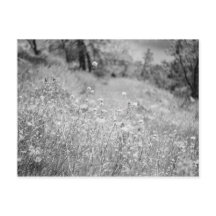 Field of Flowers