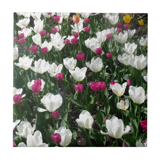 Field Of Flowers Tile (Front)