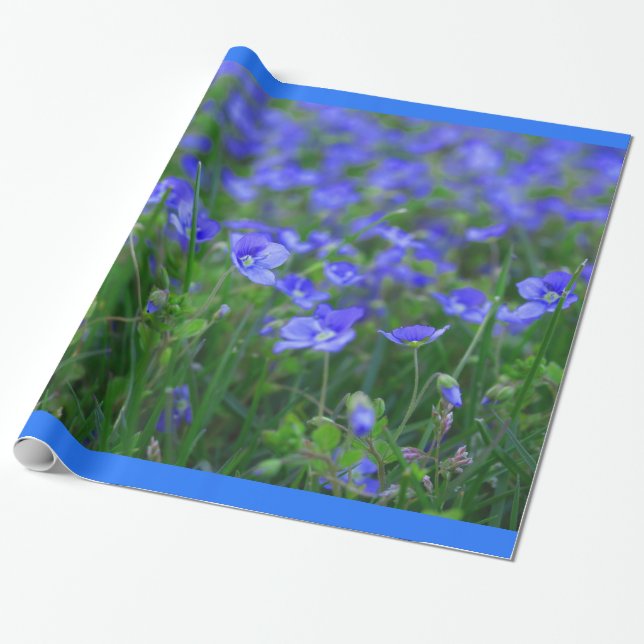 Field of Forget Me Nots Wrapping Paper (Unrolled)