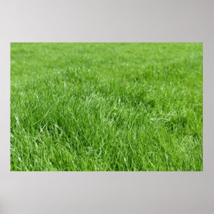 field of fresh green grass poster