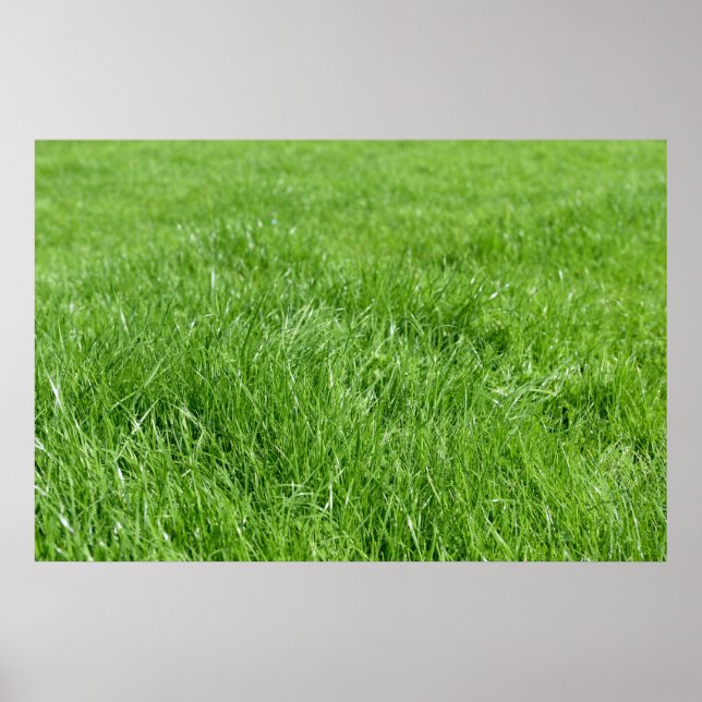 field of fresh green grass poster (Front)