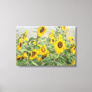 Field Of Giant Bright Yellow Sunflowers Canvas Print